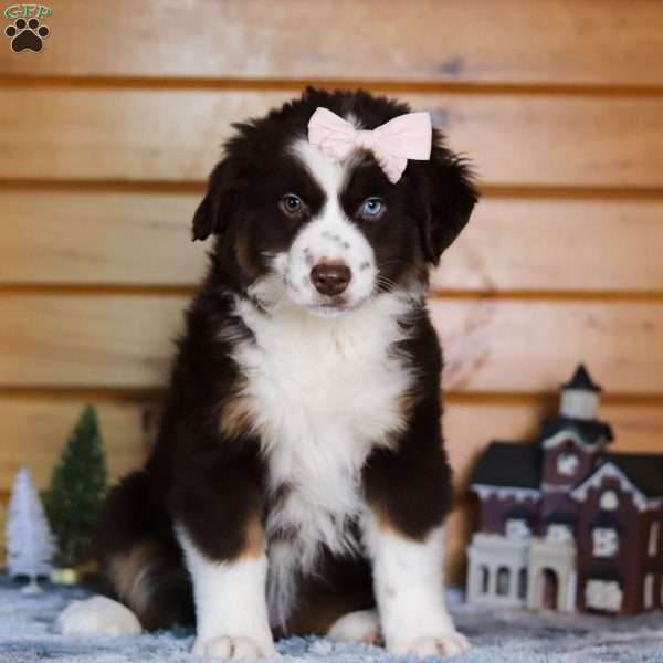 Marshmallow, Miniature Australian Shepherd Puppy