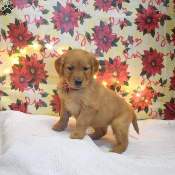 Martha, Golden Retriever Puppy