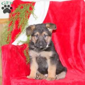 Martha, German Shepherd Puppy