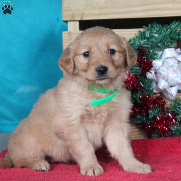 Martha, Golden Retriever Puppy