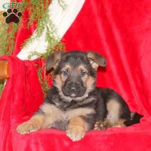 Martha, German Shepherd Puppy