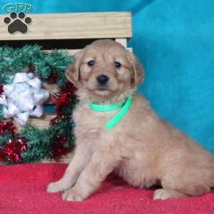 Martha, Golden Retriever Puppy