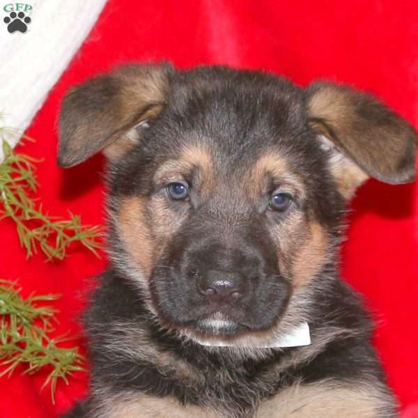 Martha, German Shepherd Puppy