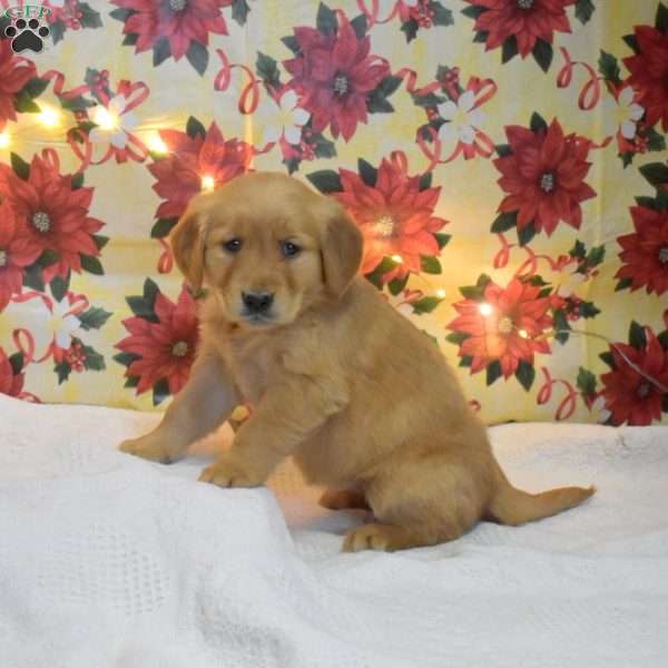 Mary, Golden Retriever Puppy