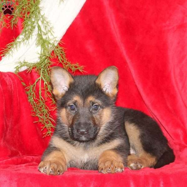 Mary, German Shepherd Puppy