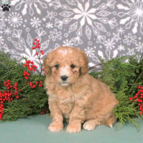 Mary, Mini Goldendoodle Puppy