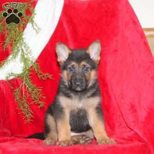 Mary, German Shepherd Puppy