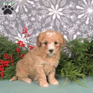 Mary, Mini Goldendoodle Puppy