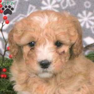 Mary, Mini Goldendoodle Puppy