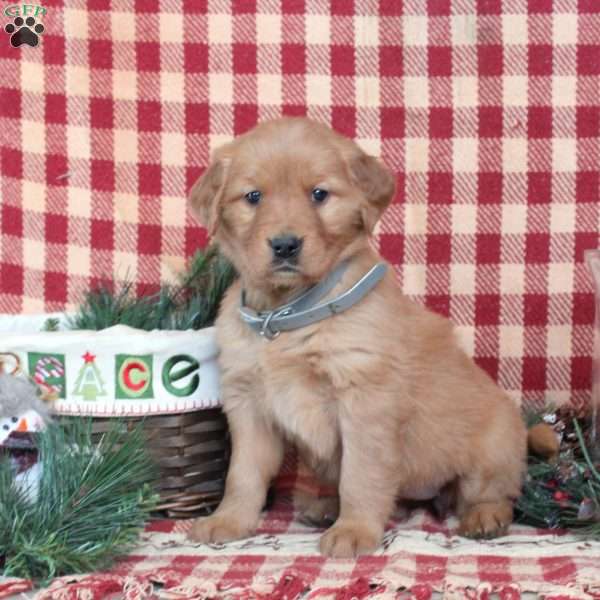 Marybeth, Golden Retriever Puppy