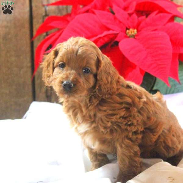 Mason, Cavapoo Puppy