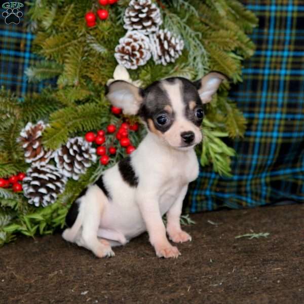 Mason, Chihuahua Puppy