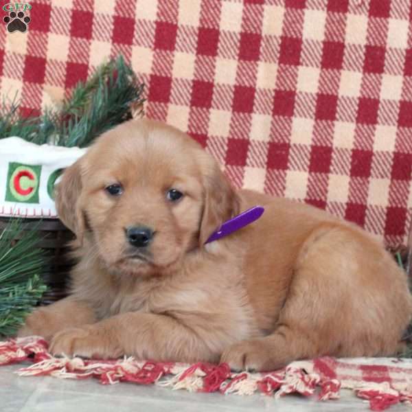 Matilda, Golden Retriever Puppy