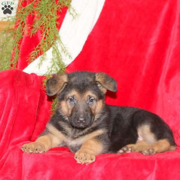 Matthew, German Shepherd Puppy