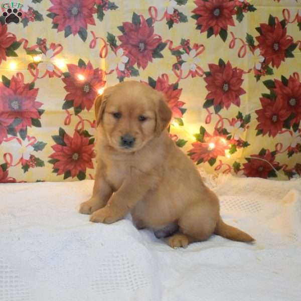 Matthew, Golden Retriever Puppy