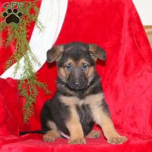 Matthew, German Shepherd Puppy