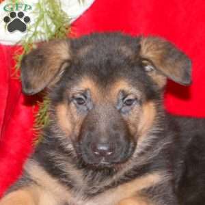 Matthew, German Shepherd Puppy