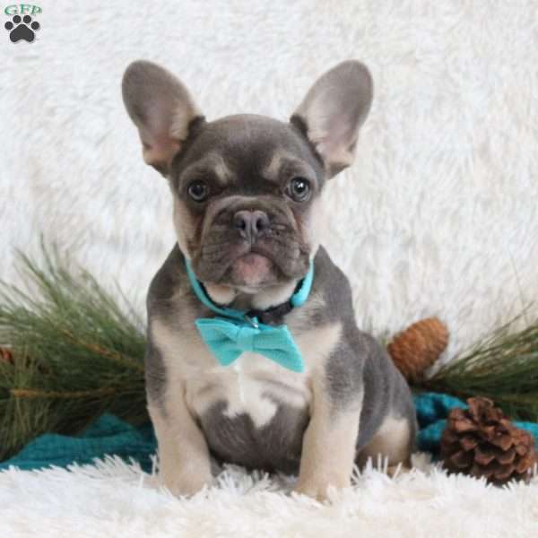 Mattis, French Bulldog Puppy