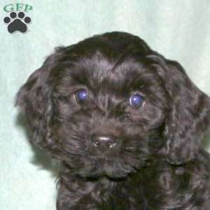 Maverick, Cockapoo Puppy