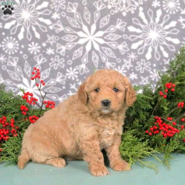 Max, Mini Goldendoodle Puppy