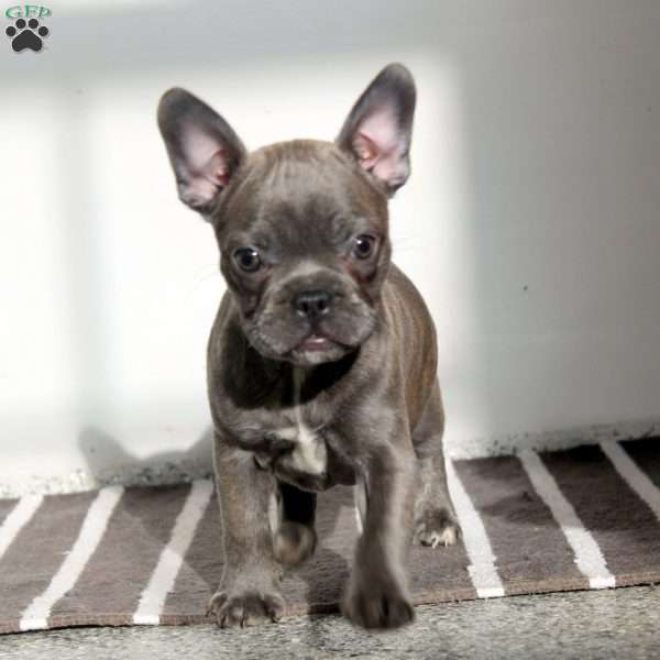 Max, Frenchton Puppy