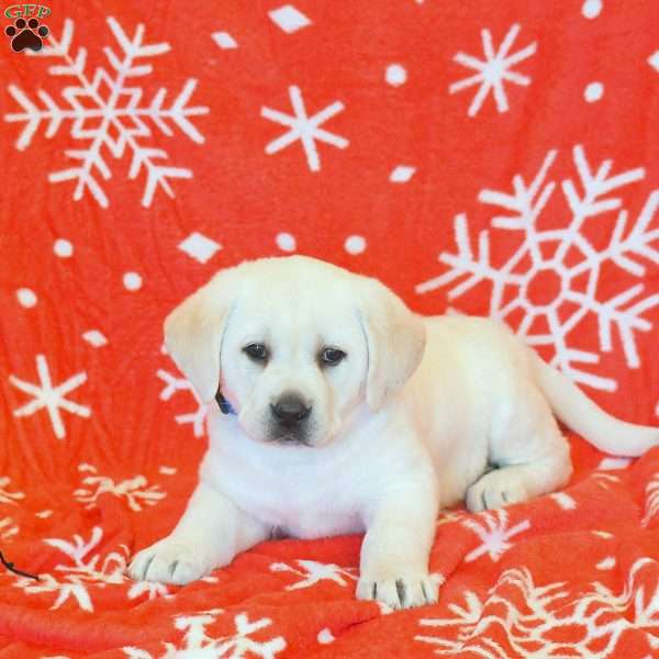 Max, Yellow Labrador Retriever Puppy