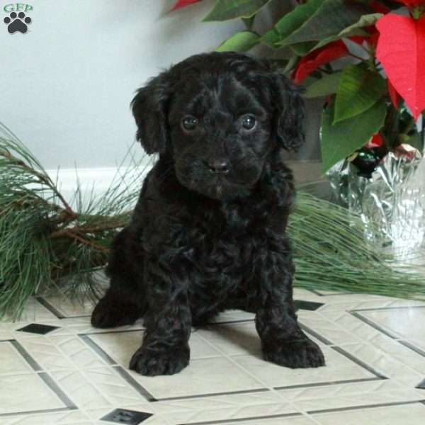 Max, Cavapoo Puppy