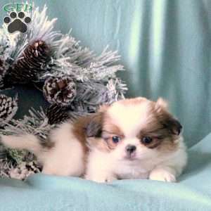 Max, Japanese Chin Puppy