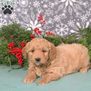 Max, Mini Goldendoodle Puppy