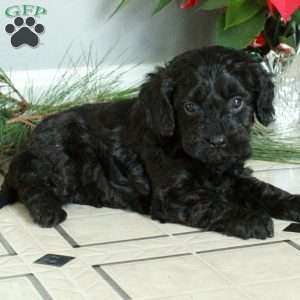 Max, Cavapoo Puppy