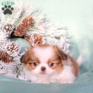 Max, Japanese Chin Puppy