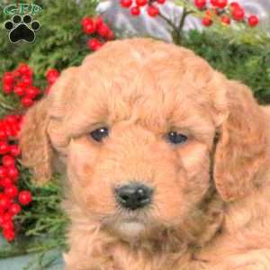 Max, Mini Goldendoodle Puppy