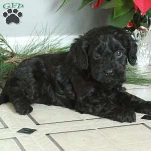 Max, Cavapoo Puppy