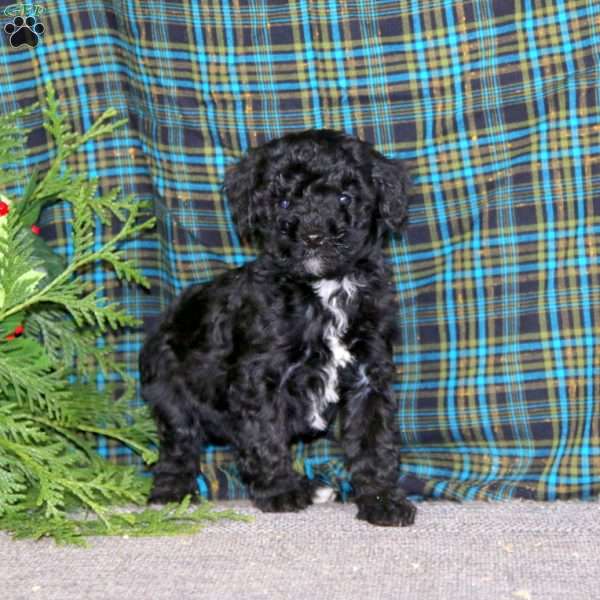 Max, Miniature Poodle Puppy