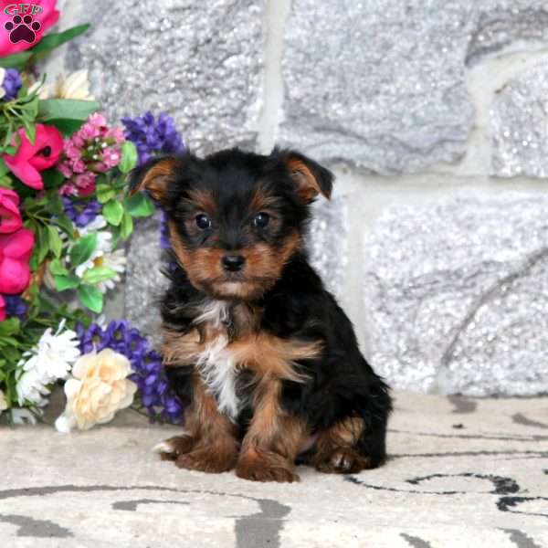 Max, Yorkie Puppy