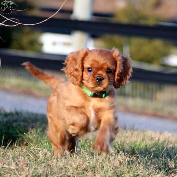 Max, Cavalier King Charles Spaniel Puppy