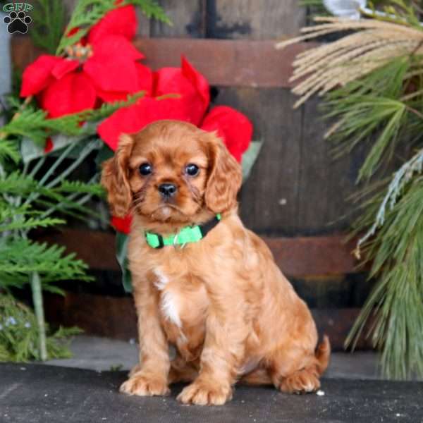 Max, Cavalier King Charles Spaniel Puppy