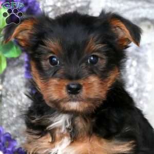 Max, Yorkie Puppy