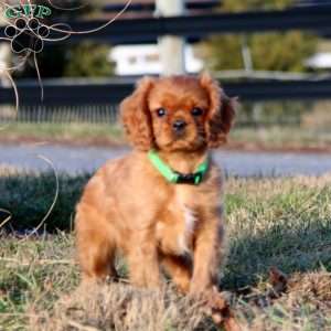 Max, Cavalier King Charles Spaniel Puppy