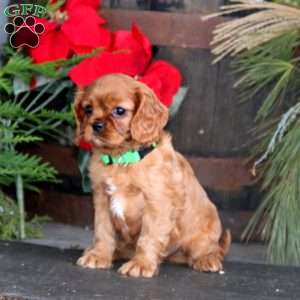 Max, Cavalier King Charles Spaniel Puppy