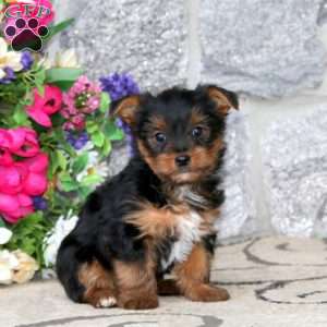 Max, Yorkie Puppy