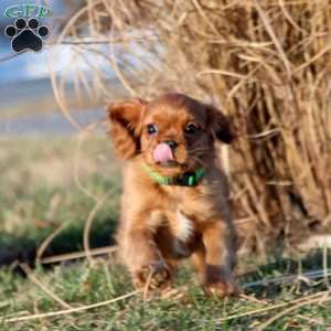 Max, Cavalier King Charles Spaniel Puppy