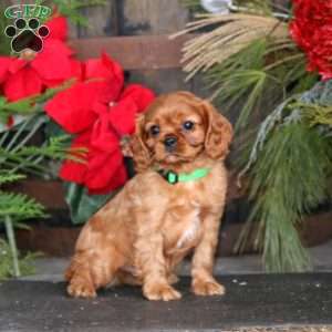 Max, Cavalier King Charles Spaniel Puppy