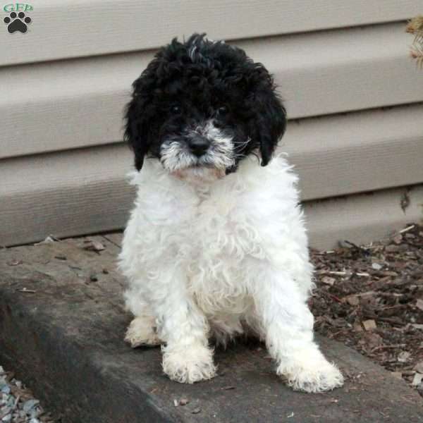 Maxine, Mini Goldendoodle Puppy