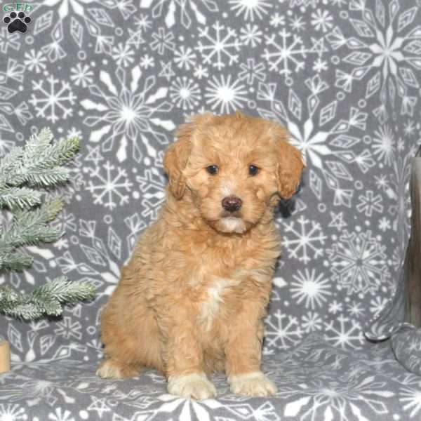 Maxine, Mini Goldendoodle Puppy