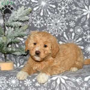 Maxine, Mini Goldendoodle Puppy