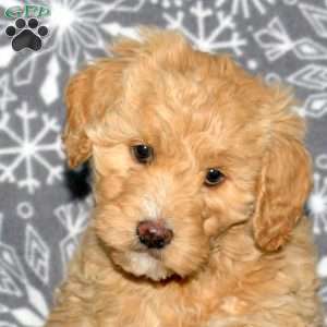 Maxine, Mini Goldendoodle Puppy