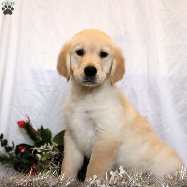 Maxwell, Golden Retriever Puppy