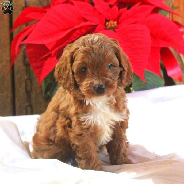 Mazwell, Cavapoo Puppy