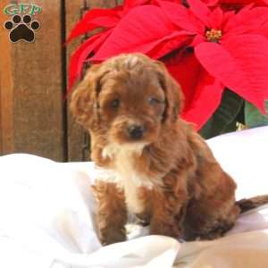 Mazwell, Cavapoo Puppy